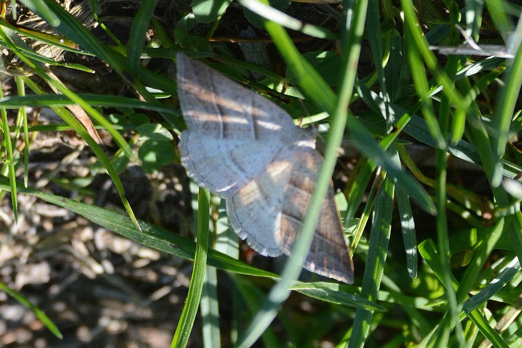 044 2015-05146514 Pierpont Meadow, MA.JPG - Pierpont Meadow Wildlife Sanctuary, MA, 5-14-2015